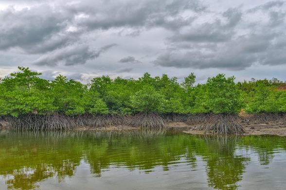 Mangrove forest
