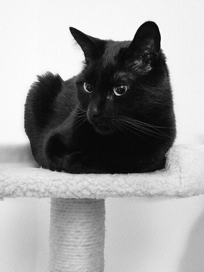 black and white photo of a black cat sitting on a cat tree.