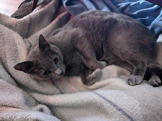 An adolescent grey cat is lounging on white and blue blankets. His paws are curled, his ears are up and he's looking up at the camera.