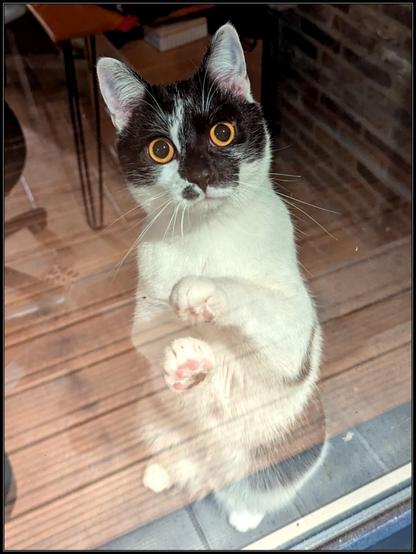 Lemon the cat standing upright on the windowsill, her front paws against the window, looking out at me in apparent shock.