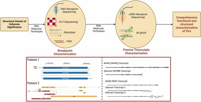 Combining long-read DNA and RNA sequencing to enhance molecular understanding of structural variations leading to copy gains. Computational and Structural Biotechnology Journal, DOI: https://doi.org/10.1016/j.csbj.2025.04.031