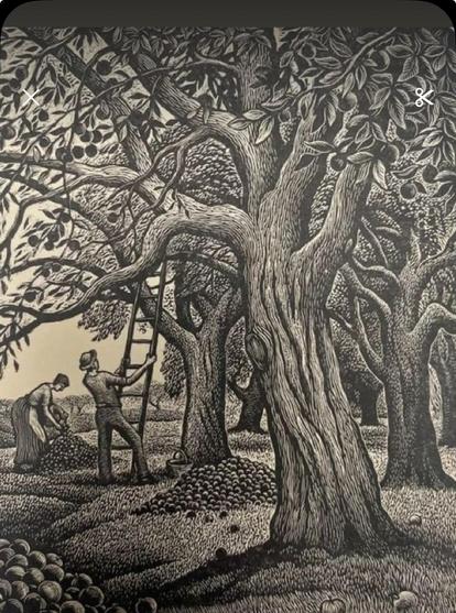 Engraving of Apple harvesting