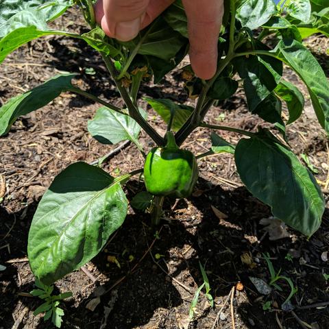 A California Wonder 300 pepper that is about 50mm in size. There are fingers at the top of the photo holding the shading leaves back. It is bright green color and looks blocky. They were grown from saved seeds from last year's harvest.