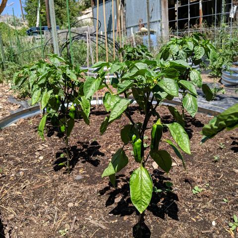 Red Marconi peppers. They are a large long and sometimes pointy pepper that will turn red when ripe. There are several peppers seen on the two plants shown in the foreground. They were grown from saved seeds from last years harvest.