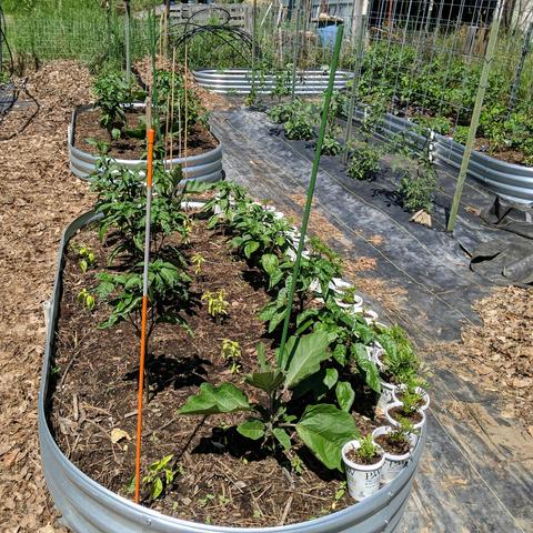 A lengthwise view of a 8x4 raised bed that has jalapeno peppers on the left and california wonder 300 peppers on the right, and an eggplant at each end near and far. There are basil plants in the middle of the bed and on the left side. The right side has a bunch of potted up marigold plants in white containers. There are other raised beds with peppers, tomatoes, basil, and squash in the background.