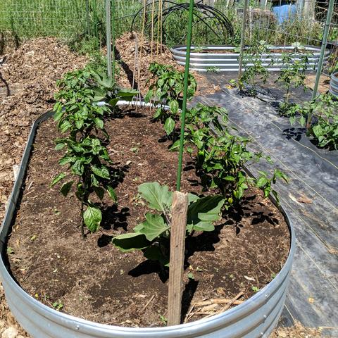 A lengthwise view of the other 8x4 raised bed that has Red Marconi Peppers and two eggplants at each end. The eggplants were bought plants and are 'black beauty'.