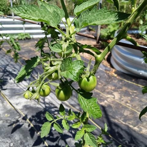 A photo showing orange Flamme tomatoes. These plants are in the ground. It's an on-the-vine looking type of tomato. There are about a half dozen tomatoes in this cluster.