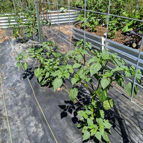 Two tomatillo plants growing in the ground. The near one is tall enough to reach the trellis, the other isn't quite there yet. Two or more plants are needed for better pollination even though they aren't different types, it's just how they work apparently.