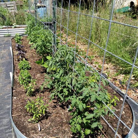 A lengthwise view of a 14x4 foot raised bed. The center on the trellis has tomato plants and on each side are basil plants. The nearest tomatoes are campari, then San Marzano, and at the far end are Amish Paste.