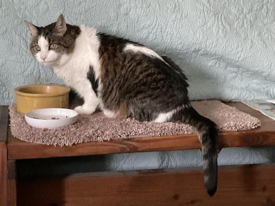 Critter the cat in profile view, eating from her cat dish, but paused to look up and slightly quartered toward the camera.  She and the dish are on a shaggy rug atop a wooden backless bench, in front of a bed swathed in a sea green cover.