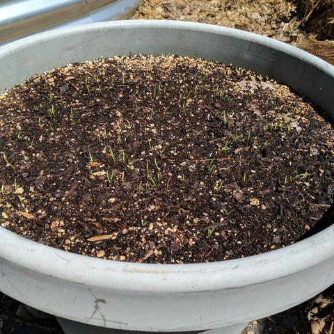 A photo showing carrot sprouts in a large gray plastic pot.