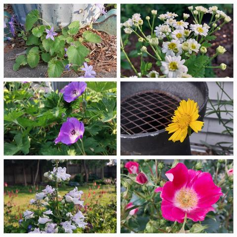 Collage of 6 flowers currently in bloom. From top left campenula or bell flower, white tiny petals of camomile, yellow sharp petals of coreopsis, shrub rose in bright pink, hairy beard tongue, and geranium in purple