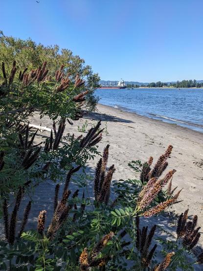 Looking out at Frenchman's Bar beach, a boat is in the distance on the water, some purple orange flowered plant in the forefront