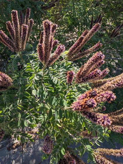 Some purple and orange flowers growing on a shrub (false indigo bush) on the beach