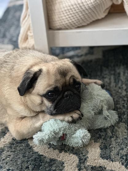 Pug tired with toy