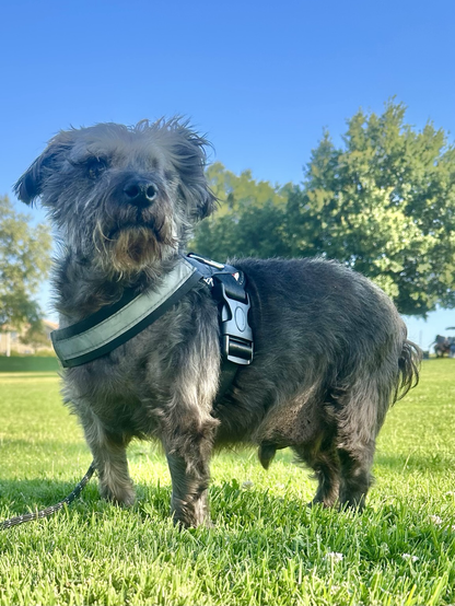 An older scruffy black dog in a park