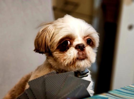 A shitzu dog with cards in front of him. Playing rummy, not poker.