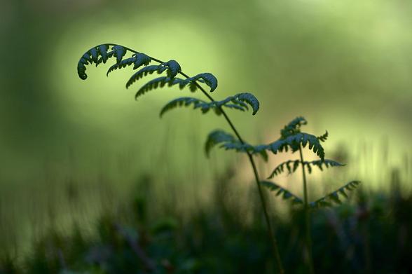 Two fern fronds - one tall and graceful, the other small and tender - rise amidst a dreamy forest morning. Behind them, soft patches of light in gentle greens and touch of yellows blur together, evoking the hush of dawn. At their feet, a delicate row of moss spores, slightly out of focus, looks like a tiny forest, hints at the quiet magic and new beginnings found in a sunlit woodland.