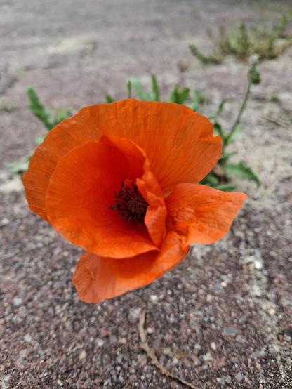 Die rote Blüte einer Mohnbume reckt sich aus dem grauen Beton einer Straße empor.