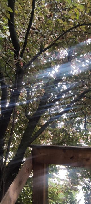 Rayons de lumière blanche traversant un feuillage dense, au-dessus d’une structure en bois. L’arrière-plan est tamisé, presque éthéré, créant une atmosphère paisible et contemplative.
