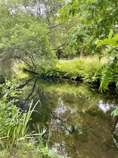 A tranquil scene featuring a shallow, reflective stream surrounded by lush greenery, including overhanging trees and verdant ferns. The peaceful atmosphere is enhanced by the natural light filtering through the foliage.