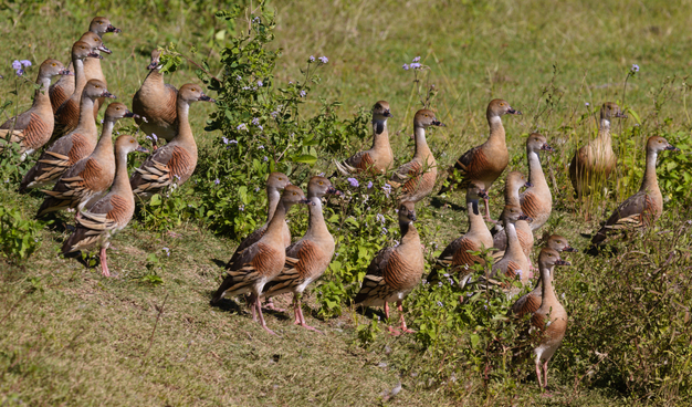 A large group of brown ducks standing in bright sunshine on a grass-covered bank