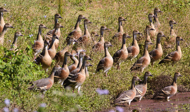 A large group of brown ducks standing in bright sunshine on a grassy bank above weed-covered water