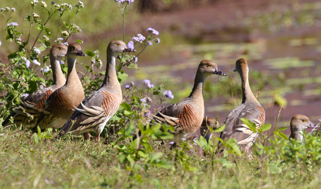 A group of 6 ducks standing in bright green grass in bright sunshine. Background is blurred water covered with lilies and floating weeds