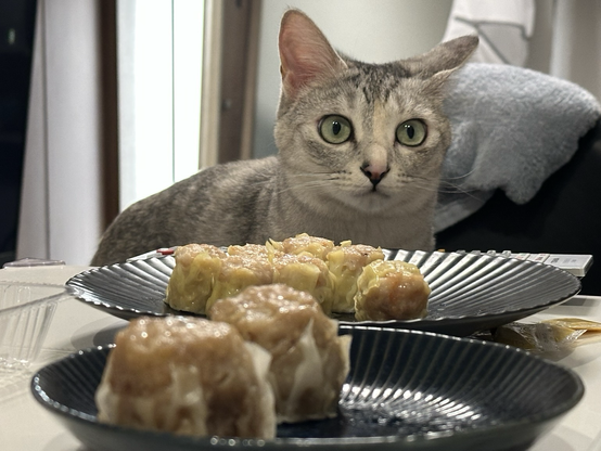 豚饅や焼売を見つめる猫