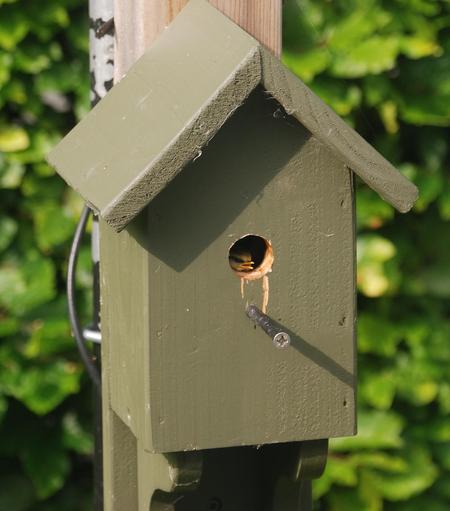 A Blue Tit chick has a look out of the next box for the first time.