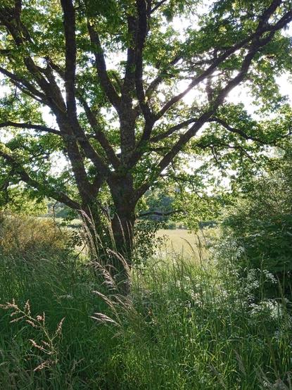 An oak tree stands on a bank of tall green grass, the tops going to seed. Everything is a lush, vibrant green, and backlit by the evening sun.
