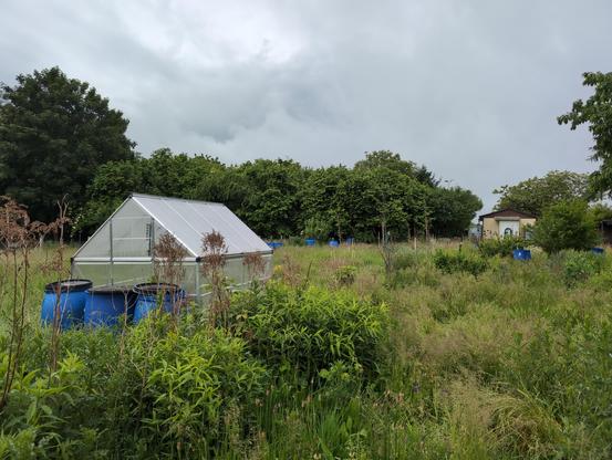 Kate's garden: the greenhouse is on the left. Green is taking over everywhere. Tall grasses, thistles, various types of „weeds“ everywhere. In the background, the spinach has grown into a tall thicket. The sky is cloudy and gray.