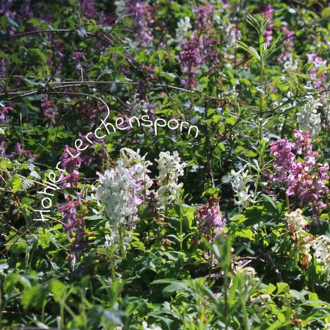 Blick von schräg oben auf eine Fläche mit Hohlem Lerchensporn mit weißen und violetten Blüten 
