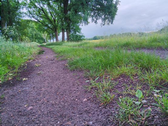 Feldweg zwischen loser Baumreihe