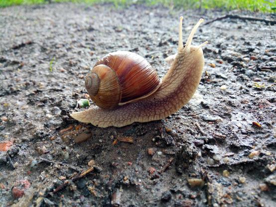 Weinbergschnecke auf nasser Erde