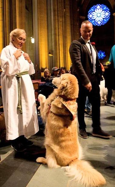 Minister Blessing a golden retriever on the day of the blessing of animals 
