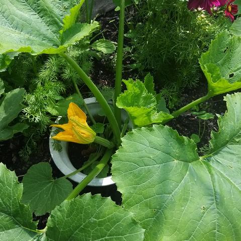 A courgette plant showing bright yellow flowers and immature fruits. There is a white collar around the base of the plant which protects while young and helps ensure water is directed to the plant roots.