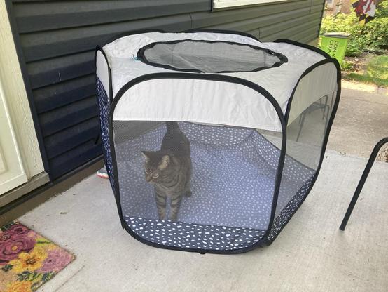 A cat in a tent.
