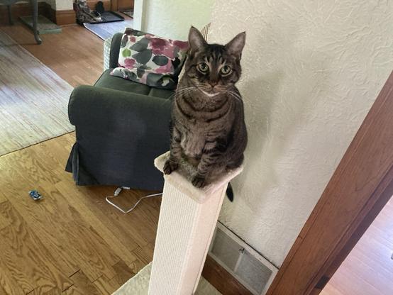 A cat on a scratching post.