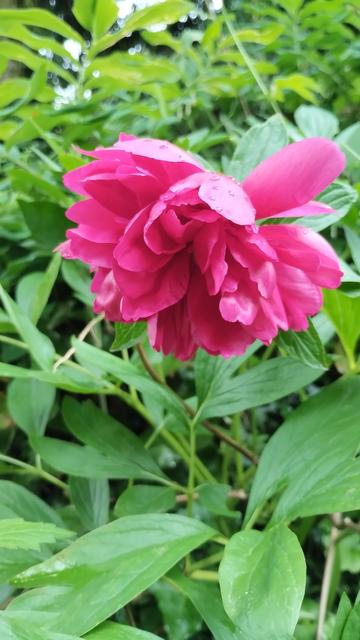 Pfingstrosenblüte an einem Strauch