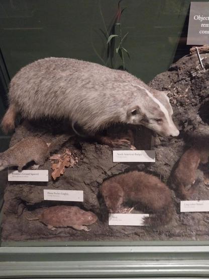 #Badgers are short-legged omnivores in the family Mustelidae (which also includes the otters, wolverines, martens, minks, polecats, weasels, and ferrets). Badgers are a polyphyletic rather than a natural taxonomic grouping, being united by their squat bodies and adaptions for fossorial activity. All belong to the caniform suborder of carnivoran mammals