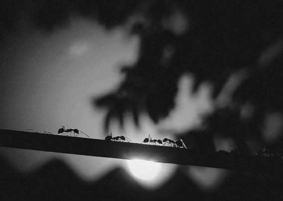Zwart-witfoto van een rij mieren die over een tak lopen, met de zon laag aan de horizon op de achtergrond en silhouetten van bladeren en bomen die een dramatisch contrast creëren.