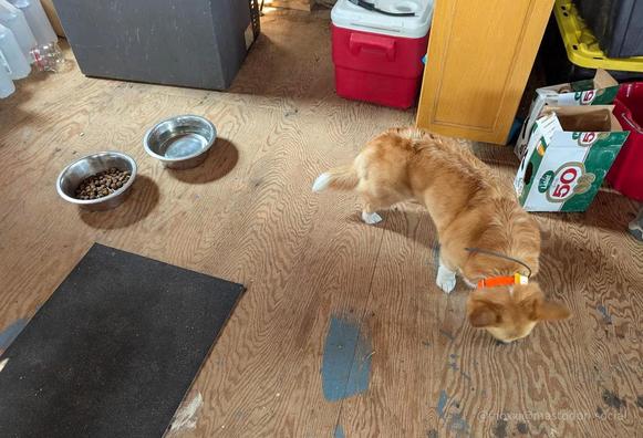 Moxxi the corgi is bent down, munching on stolen kibble from the dog bowl behind her. There's also a water bowl. She's surrounded with boxes and coolers.