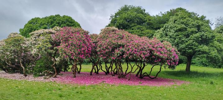 A great pink smear can be seen across the lower centre of the photo, painted by thousands of bright pink rhododendron petals fallen from the semi-denuded plants above. The grass they lie on is a bright lush green. Several large trees are strewn across the background. The sky is a cloudy mix of grey and blue. Photo taken in Graves Park, Sheffield, about a week or so since.