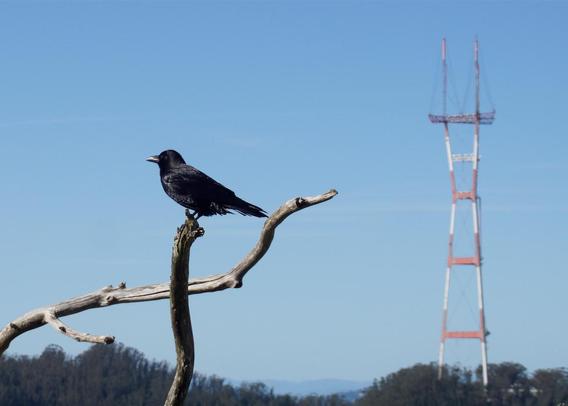 A small dark bird perches on a dry branch in the foreground, a large television tower painted red and white looms in the background.