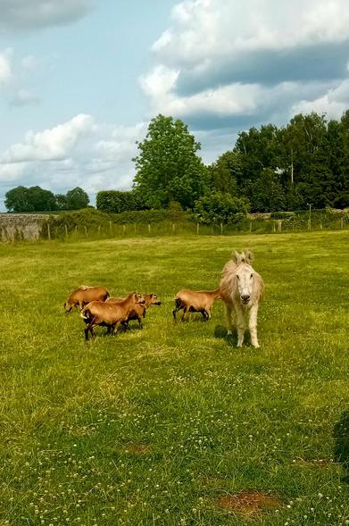 Gourmand avec les 4 moutons