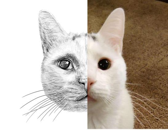 Black and white drawing of a white cat named Geralt, with the right half of the image being the reference.