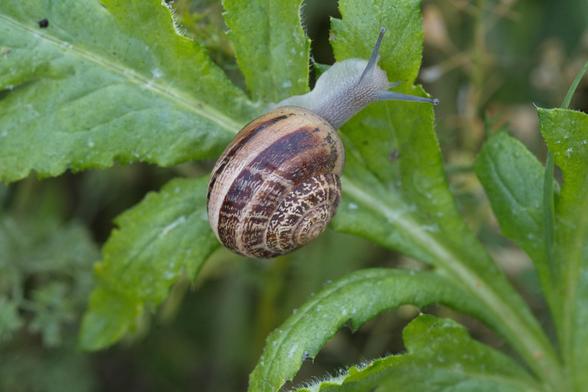 Eobania vermiculata. Les monges són uns cargols que no van a missa de grat. Però els humans els porten a cabassos a la celebració litúrgica de l'Aplec del Cargol. Si, si, molts humans tenen una dèria per menjar aquestes bestioles fastigoses. Com no en tenen prou de caçar-los, els crien en granges. Són de una mida grossa, així que tenen tall. A part de les granges els trobareu per la zona mediterrània, en llocs secs i herbosos, essent mes abundants com més a prop del mar estiguem. 