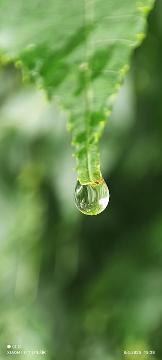 Photograph of a drop of water hanging from the tip of a narrow, jagged tree leaf. The background is blurred.