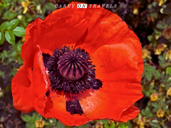 Denver Botanic Gardens in Spring